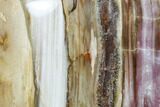 Tall, Free-Standing, Polished Petrified Wood - Madagascar #148723-3